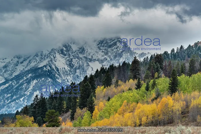 : USA, Wyoming. Landscape of fall Aspen Trees and : USA, Wyoming. Landscape of fall Aspen Trees and