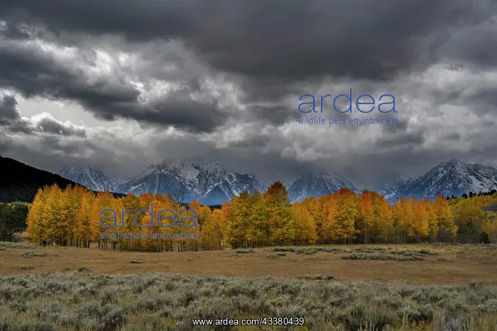: USA, Wyoming. Landscape of Golden Aspen Trees and : USA, Wyoming. Landscape of Golden Aspen Trees and