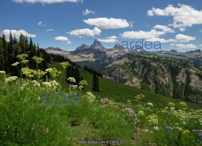 : USA, Wyoming. Meadow filled with wildflowers in : USA, Wyoming. Meadow filled with wildflowers in
