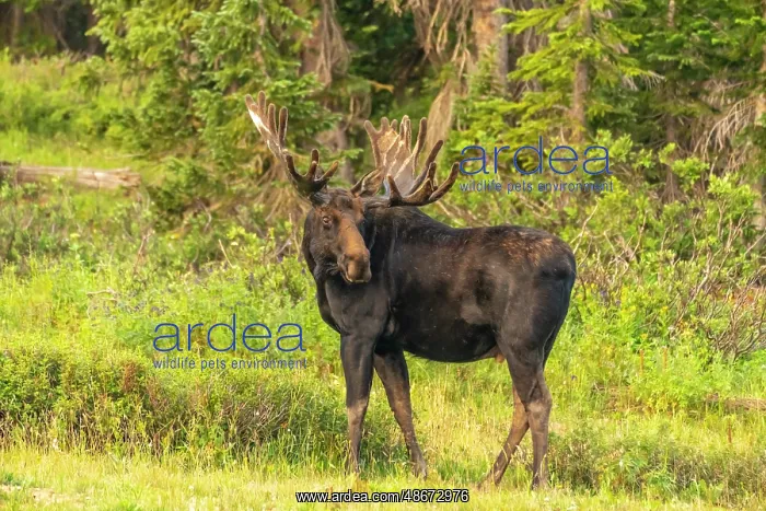 : USA, Wyoming, Medicine Bow National Forest. Bull moose in : USA, Wyoming, Medicine Bow National Forest. Bull moose in
