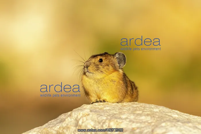 : USA, Wyoming, Medicine Bow National Forest. Close-up of pika : USA, Wyoming, Medicine Bow National Forest. Close-up of pika