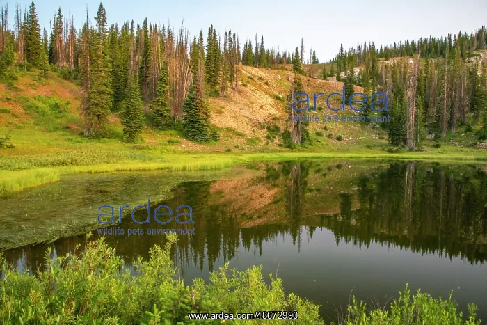 : USA, Wyoming, Medicine Bow National Forest. Floating grasses : USA, Wyoming, Medicine Bow National Forest. Floating grasses