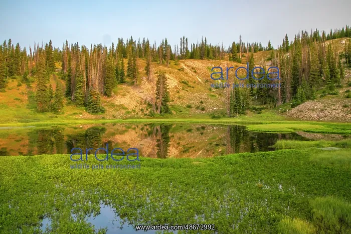 : USA, Wyoming, Medicine Bow National Forest. Floating grasses : USA, Wyoming, Medicine Bow National Forest. Floating grasses