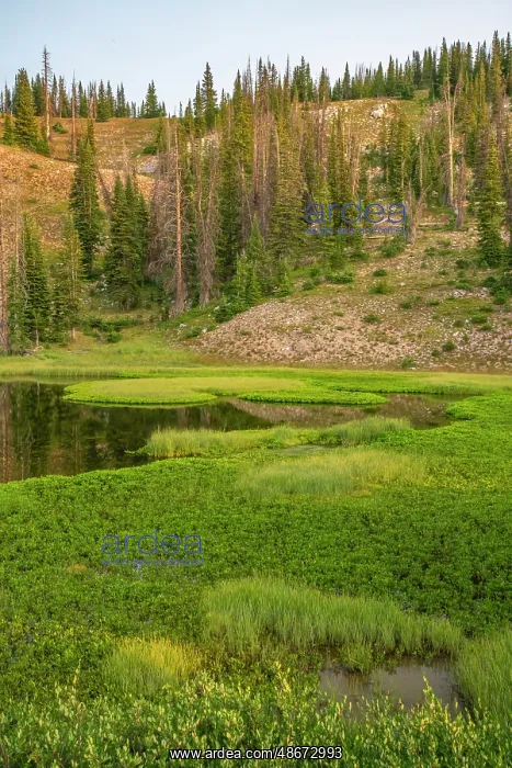: USA, Wyoming, Medicine Bow National Forest. Floating grasses : USA, Wyoming, Medicine Bow National Forest. Floating grasses