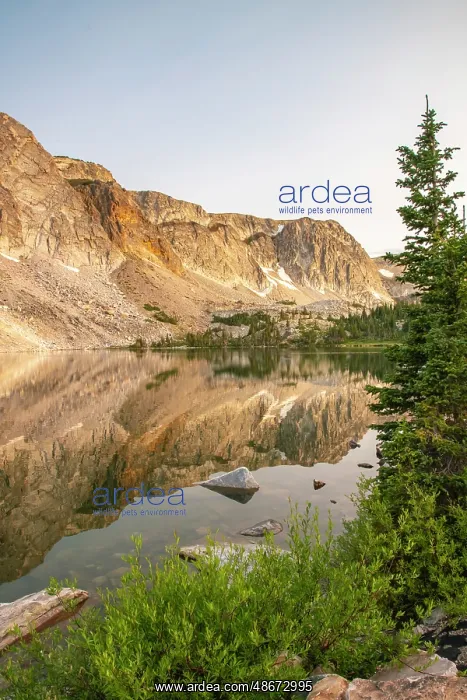 : USA, Wyoming, Medicine Bow National Forest. Landscape with : USA, Wyoming, Medicine Bow National Forest. Landscape with