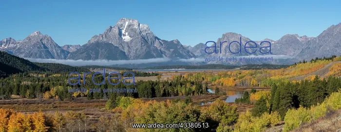 : USA, Wyoming. Mount Moran and autumn aspens at the : USA, Wyoming. Mount Moran and autumn aspens at the