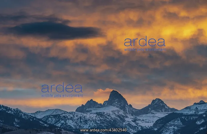 : USA, Wyoming. Mount Owen, Grand and Middle Teton : USA, Wyoming. Mount Owen, Grand and Middle Teton
