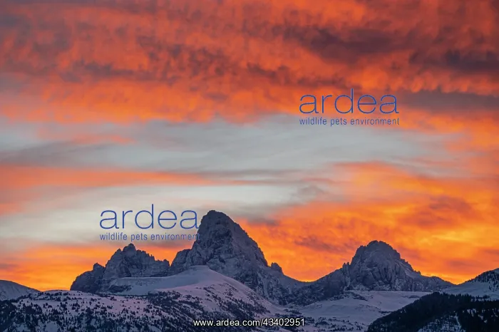  : USA, Wyoming. Mount Owen, Grand and Middle Teton