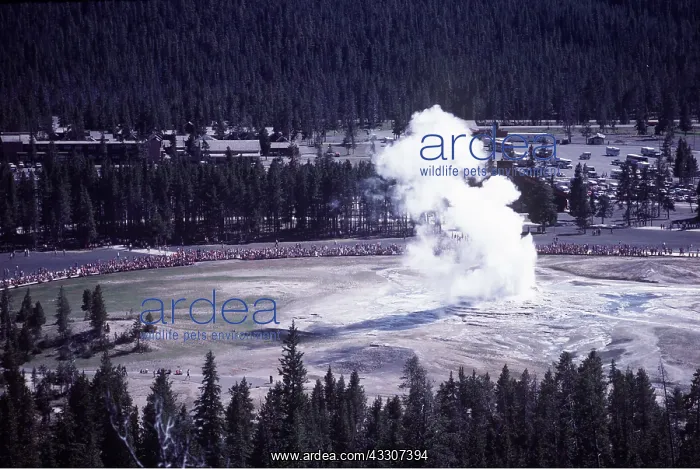 : USA, Wyoming - Old / Olde Faithful Geyser : USA, Wyoming - Old / Olde Faithful Geyser