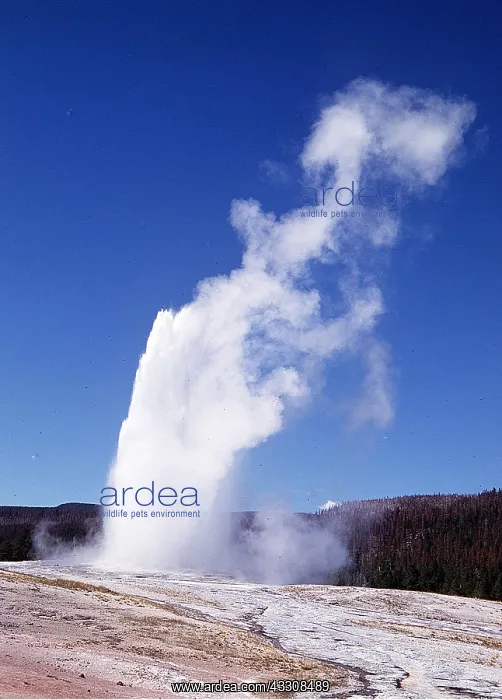 : USA, Wyoming - Old / Olde Faithful Geyser : USA, Wyoming - Old / Olde Faithful Geyser