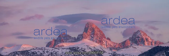 : USA, Wyoming. Panoramic landscape of alpenglow over Teton : USA, Wyoming. Panoramic landscape of alpenglow over Teton