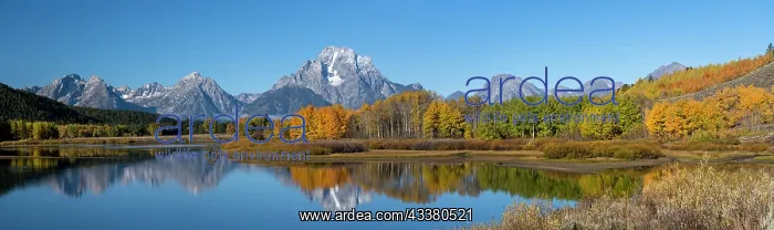 : USA, Wyoming. Reflection of Mount Moran and autumn : USA, Wyoming. Reflection of Mount Moran and autumn