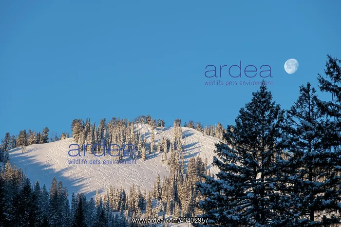 : USA, Wyoming. Ski tracks in powder and full moon : USA, Wyoming. Ski tracks in powder and full moon