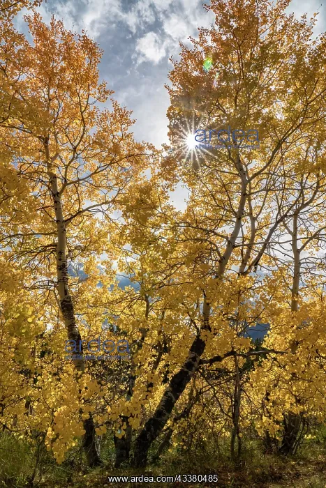 : USA, Wyoming. Sunburst through the autumn aspen : USA, Wyoming. Sunburst through the autumn aspen