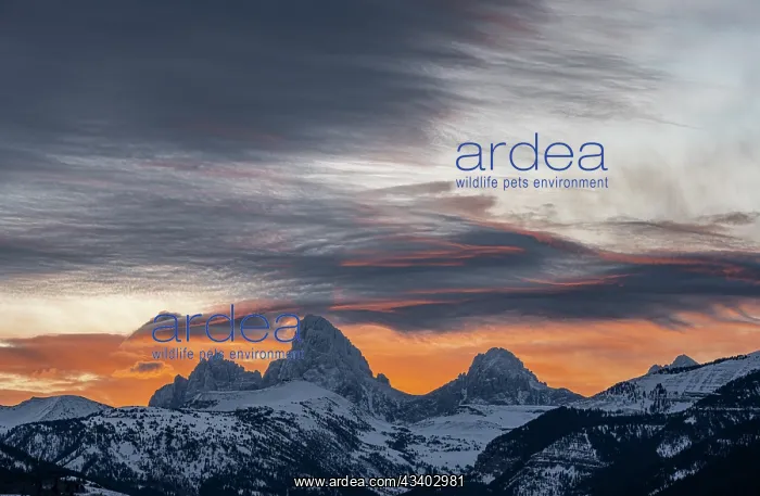 : USA, Wyoming. Sunrise over the Teton Mountains from : USA, Wyoming. Sunrise over the Teton Mountains from