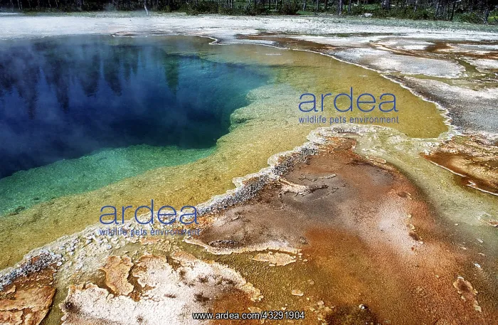 : USA, Wyoming - Upper geyser basin of Emerald Pool : USA, Wyoming - Upper geyser basin of Emerald Pool