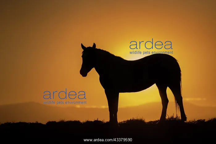 : USA, Wyoming. Wild horse silhouetted at sunset : USA, Wyoming. Wild horse silhouetted at sunset