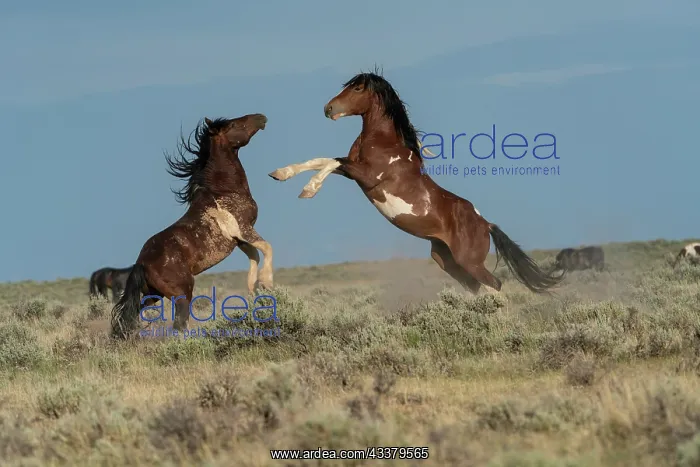 : USA, Wyoming. Wild horse stallions fighting : USA, Wyoming. Wild horse stallions fighting