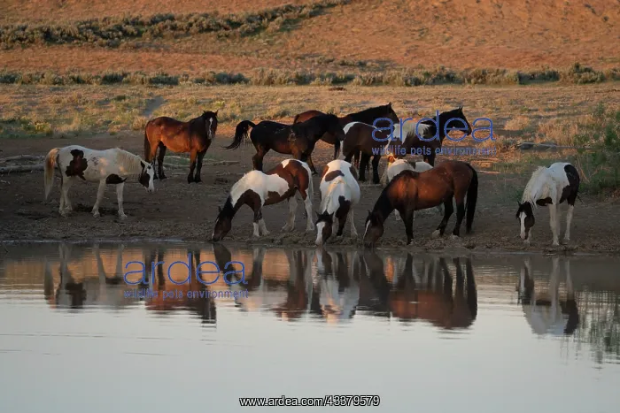 : USA, Wyoming. Wild horses drink from waterhole in desert : USA, Wyoming. Wild horses drink from waterhole in desert