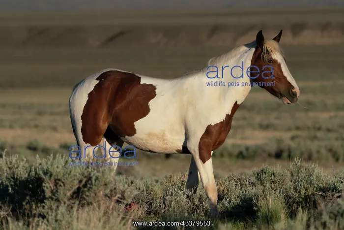 : USA, Wyoming. Wild stallion stands in desert sage brush : USA, Wyoming. Wild stallion stands in desert sage brush