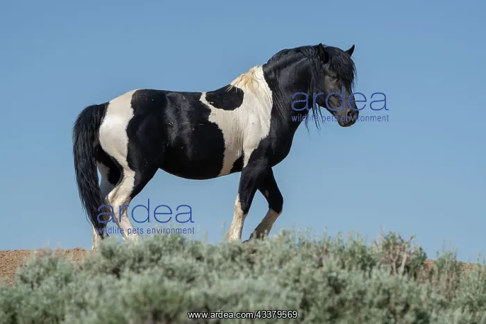 : USA, Wyoming. Wild stallion stands in desert sage brush : USA, Wyoming. Wild stallion stands in desert sage brush