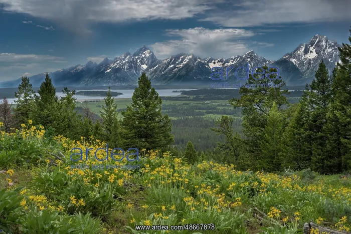 : USA, Wyoming. Wildflowers and the Teton Range, from the : USA, Wyoming. Wildflowers and the Teton Range, from the