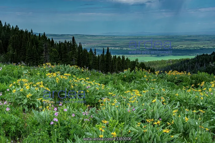: USA, Wyoming. Wildflowers and view of Teton Valley : USA, Wyoming. Wildflowers and view of Teton Valley