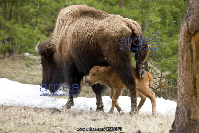 : USA, Wyoming, Yellowstone National Park : USA, Wyoming, Yellowstone National Park
