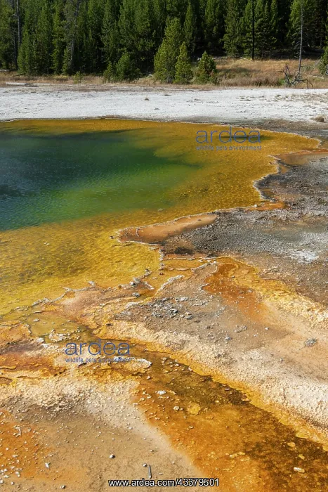 : USA, Wyoming, Yellowstone National Park, Black Sand : USA, Wyoming, Yellowstone National Park, Black Sand