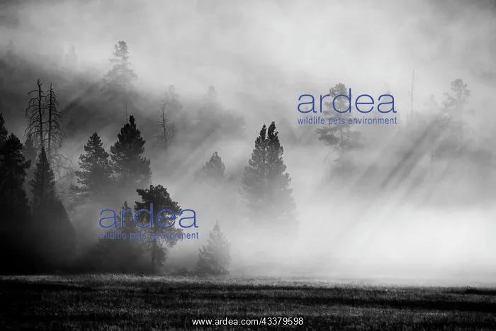 : USA, Wyoming, Yellowstone National Park. Early morning : USA, Wyoming, Yellowstone National Park. Early morning