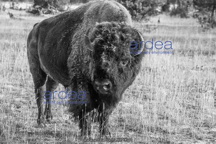 : USA, Wyoming, Yellowstone National Park, Upper Geyser : USA, Wyoming, Yellowstone National Park, Upper Geyser
