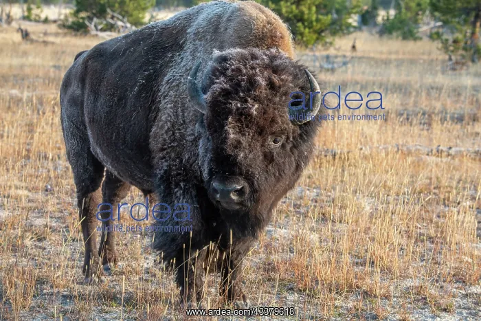 : USA, Wyoming, Yellowstone National Park, Upper Geyser : USA, Wyoming, Yellowstone National Park, Upper Geyser