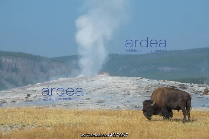: USA, Wyoming, Yellowstone National Park, Upper Geyser : USA, Wyoming, Yellowstone National Park, Upper Geyser