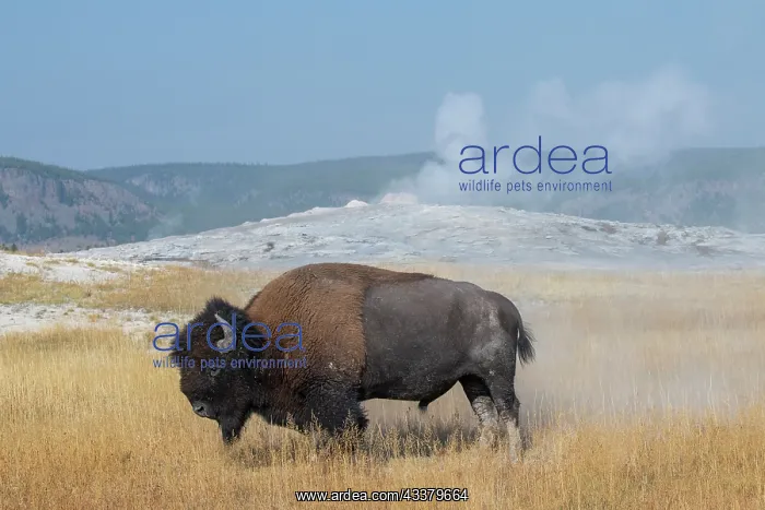 : USA, Wyoming, Yellowstone National Park, Upper Geyser : USA, Wyoming, Yellowstone National Park, Upper Geyser