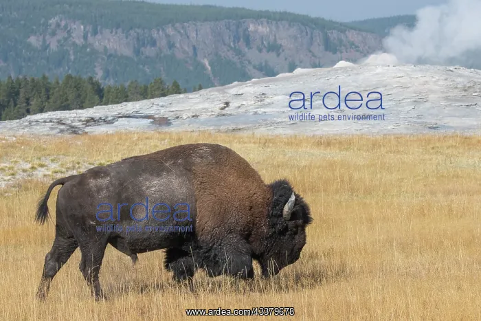: USA, Wyoming, Yellowstone National Park, Upper Geyser : USA, Wyoming, Yellowstone National Park, Upper Geyser