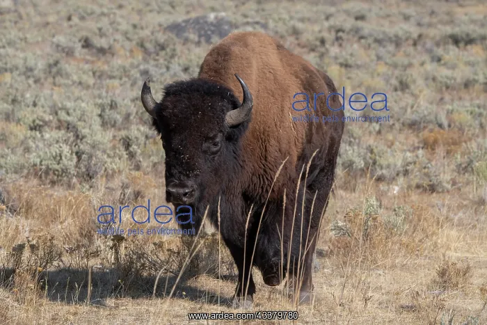 : USA, Wyoming, Yellowstone National Park, Lamar Valley : USA, Wyoming, Yellowstone National Park, Lamar Valley