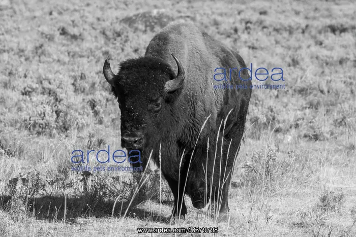 : USA, Wyoming, Yellowstone National Park, Lamar Valley : USA, Wyoming, Yellowstone National Park, Lamar Valley