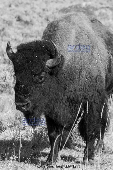 : USA, Wyoming, Yellowstone National Park, Lamar Valley : USA, Wyoming, Yellowstone National Park, Lamar Valley