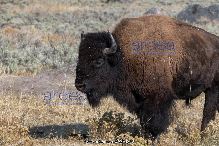 : USA, Wyoming, Yellowstone National Park, Lamar Valley : USA, Wyoming, Yellowstone National Park, Lamar Valley