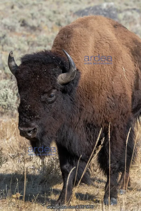 : USA, Wyoming, Yellowstone National Park, Lamar Valley : USA, Wyoming, Yellowstone National Park, Lamar Valley