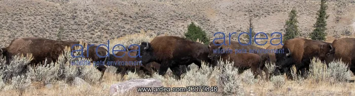 : USA, Wyoming, Yellowstone National Park, Lamar Valley : USA, Wyoming, Yellowstone National Park, Lamar Valley