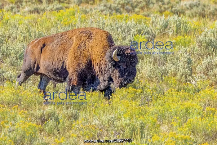 : USA, Wyoming, Yellowstone National Park. Bison in grassy : USA, Wyoming, Yellowstone National Park. Bison in grassy