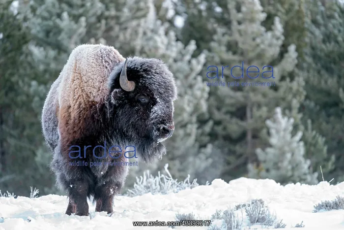 : USA, Wyoming, Yellowstone National Park, American : USA, Wyoming, Yellowstone National Park, American