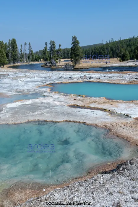  : USA, Wyoming, Yellowstone National Park, Biscuit