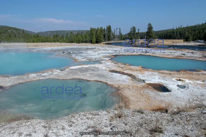 : USA, Wyoming, Yellowstone National Park, Biscuit : USA, Wyoming, Yellowstone National Park, Biscuit