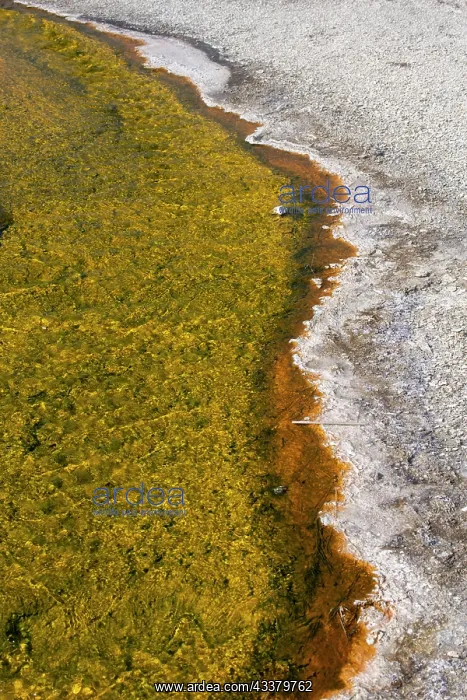  : USA, Wyoming, Yellowstone National Park, Biscuit