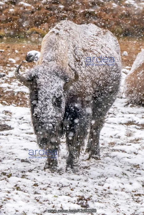 : USA, Wyoming, Yellowstone National Park. Bison in : USA, Wyoming, Yellowstone National Park. Bison in