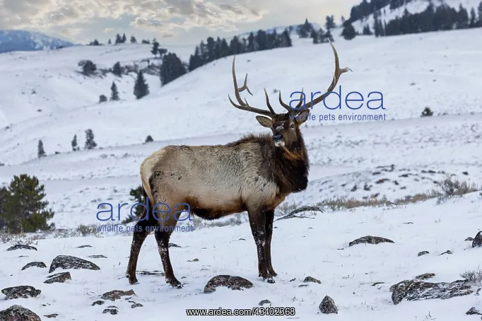 : USA, Wyoming, Yellowstone National Park. Lone bull : USA, Wyoming, Yellowstone National Park. Lone bull