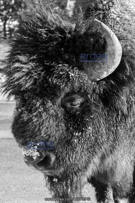 : USA, Wyoming, Yellowstone National Park. Lone male : USA, Wyoming, Yellowstone National Park. Lone male
