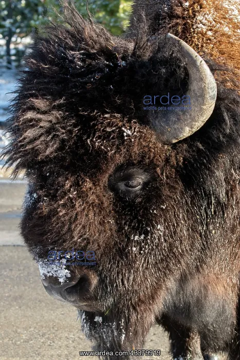 : USA, Wyoming, Yellowstone National Park. Lone male : USA, Wyoming, Yellowstone National Park. Lone male